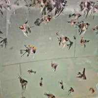 بچه آنجل با کیفیت