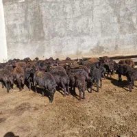 گوسفند(بره نر و ماده قزل افشار)