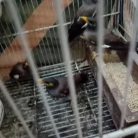 مینا 5ماهه دانه 400 هزار|پرنده|مشهد, همت آباد|دیوار