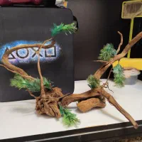 تنه آبنوس و گیاه آکواریوم