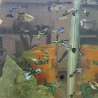 ماهی گوپی دراگون