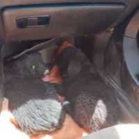 دوتاتوله لاس