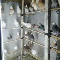 کفتر و کبوتر زمینی و پرشی|پرنده|اسلام‌شهر, شهرک مفیدی|دیوار