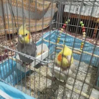 عروس هلندی جفت|پرنده|هشتگرد, تهران دشت|دیوار