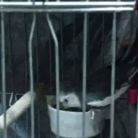 عروس هلندی گمشده