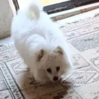 سگ پامرتوله چهارماهه