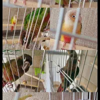 گیرینچیک جفت مولد خانگی