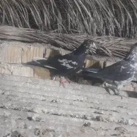 جوجه دمبی نر