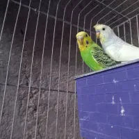 مرغ عشق|پرنده|بندر کنگان, |دیوار