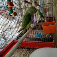گرینچیک|پرنده|قرچک, باقرآباد|دیوار
