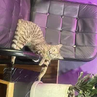 واگذاری رایگان  گربه