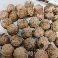 گردو|خوردنی و آشامیدنی|پاکدشت, پاکدشت (مامازند)|دیوار