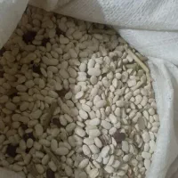 لوبیا سفید امسال