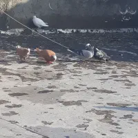 طوقی کاکولدار و عرب|پرنده|مراغه, |دیوار