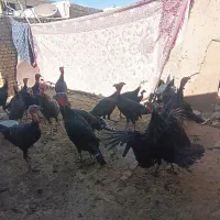 بوقلمون محلی|حیوانات مزرعه|نهاوند, |دیوار