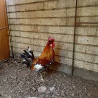 مرغ وخروس محلی