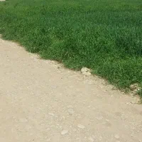 2000 متر جاده اولادقباد چیا گندم|فروش زمین و ملک کلنگی|کوهدشت, |دیوار