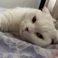 گربه اسکاتیش‌|گربه|تهران, زعفرانیه|دیوار