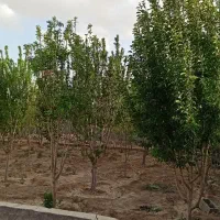 فروش-باغ-700متری-پیربکران-صادق-آباد