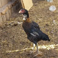 مرغ و خروس لاری اصیل|حیوانات مزرعه|تربت جام, میان جام|دیوار