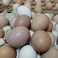 تخم مرغ تازه محلی