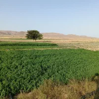 زمین کشاورزی زعفران