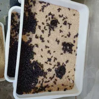 فروش مجموعه پرورش میلورم