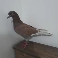 کفتر شهرستانی غریبگیری