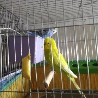 دوجفت مرغ عشق مولد معاوضه بافنچ