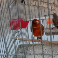 فروش سهره قناری تعداد وتکی|پرنده|بهارستان, |دیوار