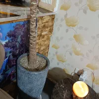 گل با گلدون بسیار بزرگ