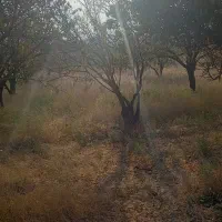 باغ و باغچه|فروش زمین و ملک کلنگی|انزل, |دیوار