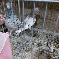 فروش چند عدد کبوتر یا کفتر