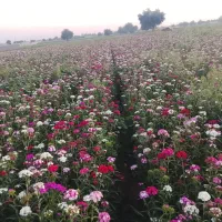 بذر گل قلمفورن