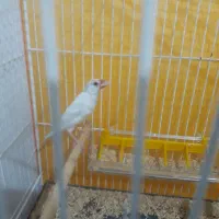 فنچ نرگسی ایزابل شکلاتی...قناری موزاییکی.گلدین