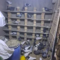 کبوتربه شرط پرش|پرنده|قزوین, |دیوار