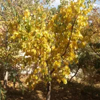 محوطه رو باز جهت اجاره