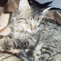 واگذاری رایگان گربه|گربه|شیراز, شهرک مهدیآباد|دیوار