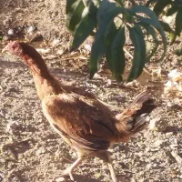 مرغ کوردی معاوضه با بوقلمون وکبوتر|حیوانات مزرعه|بوکان, |دیوار