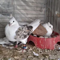 دوکت زرد خال سیاه