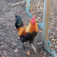 خروس سلطان|حیوانات مزرعه|رشت, نیروی دریایی|دیوار