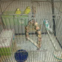 مرغ عشق|پرنده|یزد, |دیوار