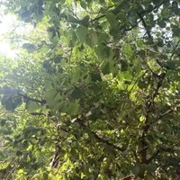 کارگر ساده در رستوران