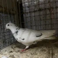 کبوتر|پرنده|تهران, مسگرآباد|دیوار