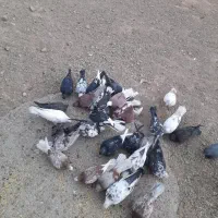کفتر|پرنده|افشار, |دیوار