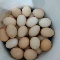 تخم مرغ محلی