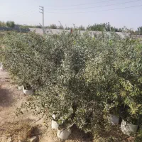 نهال سنجد رقم حاج حسینی|گل و گیاه طبیعی|تهران, جوادیه|دیوار