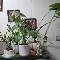 گل های طبیعی