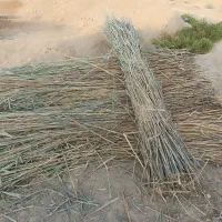 گصب  نی تالاب