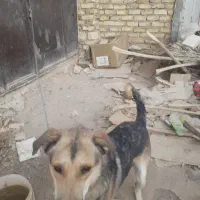 سلام سگ دورگه براگله یانگهبانی